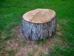 Best Arborist Consultation Services  in Anaheim, CA