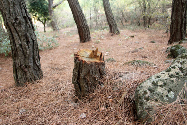 Best Tree Preservation Services  in Anaheim, CA