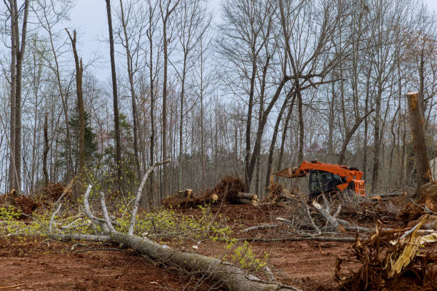How Our Tree Care Process Works  in  Anaheim, CA
