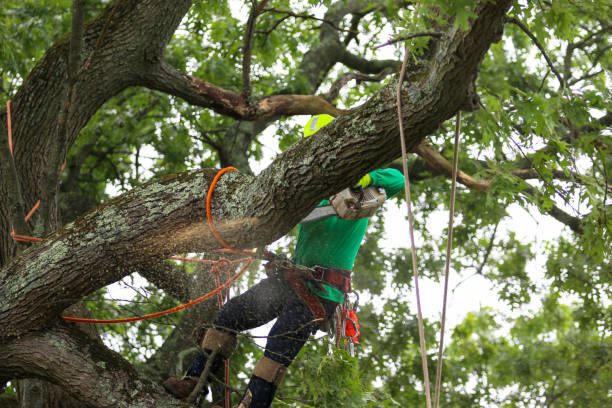 Best Leaf Removal  in Anaheim, CA