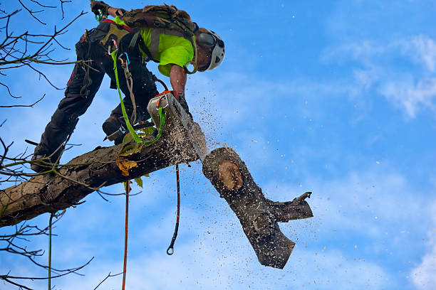 Best Emergency Tree Removal  in Anaheim, CA